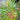Emerald Lace Japanese Maple compact maple ideal for patios and bonsai