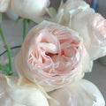 Emma Woodhouse rose flower in half-open bud stage, soft blush pink petals
