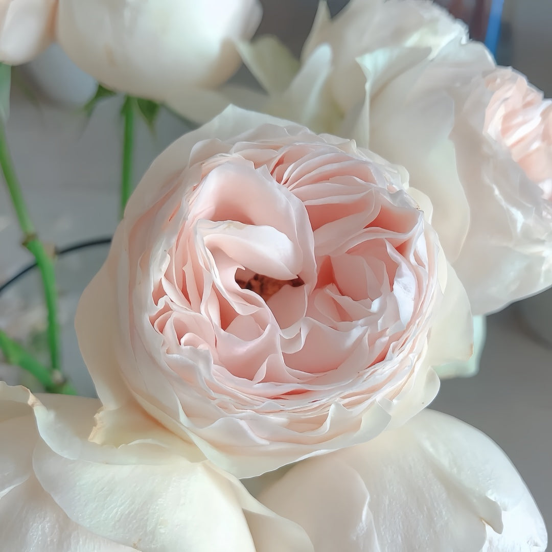 Emma Woodhouse rose flower in half-open bud stage, soft blush pink petals