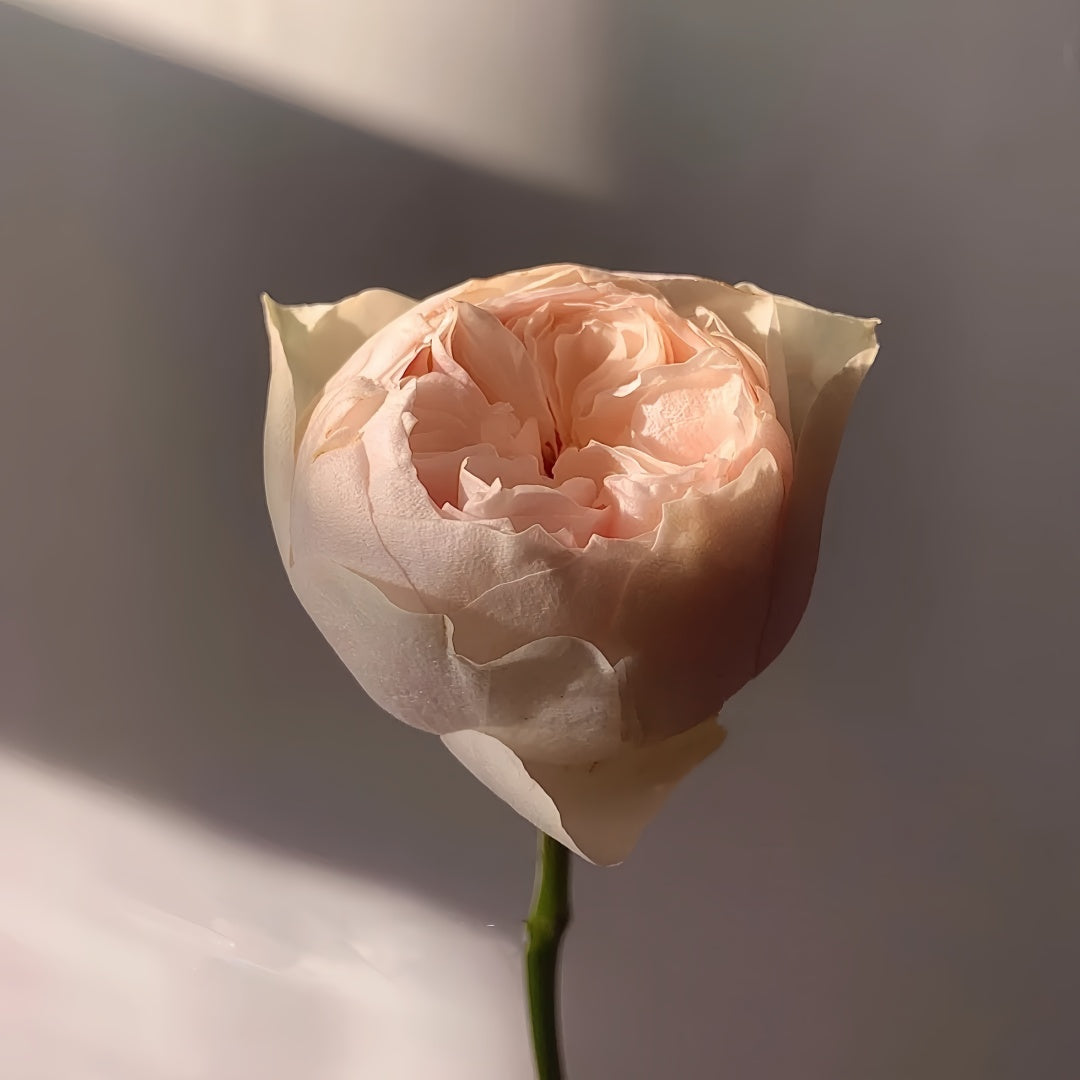 Emma Woodhouse rose flower in half-open bud stage, soft blush pink petals.