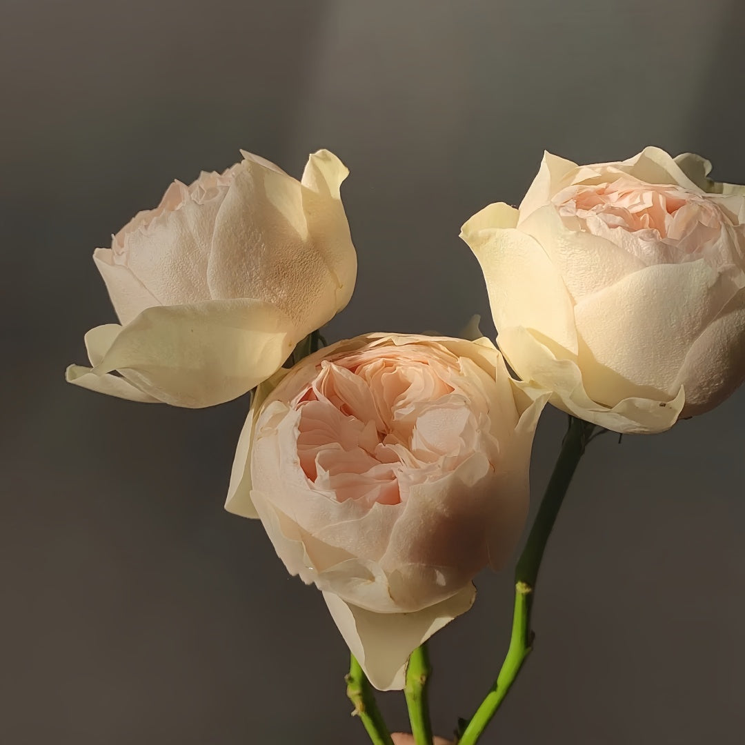 Emma Woodhouse rose flower in half-open bud stage, soft blush pink petals.
