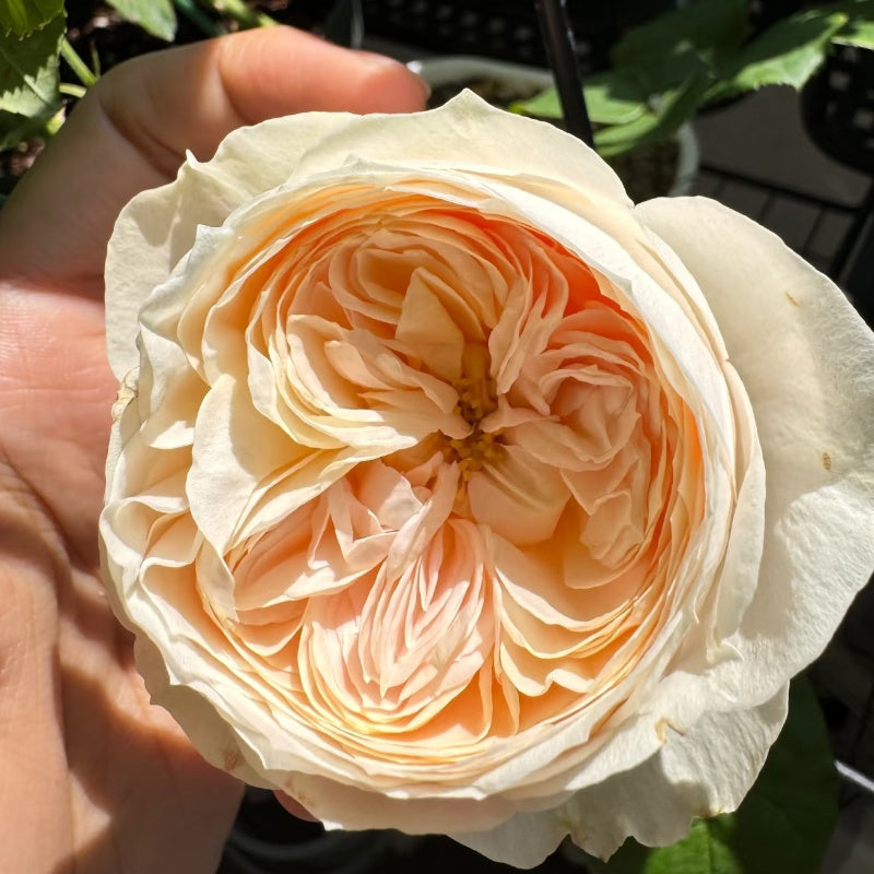 Full view of Emma Woodhouse rose bush with upright growth and glossy green foliage.