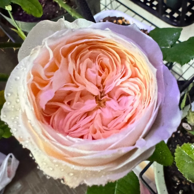 Full view of Emma Woodhouse rose bush with upright growth and glossy green foliage.