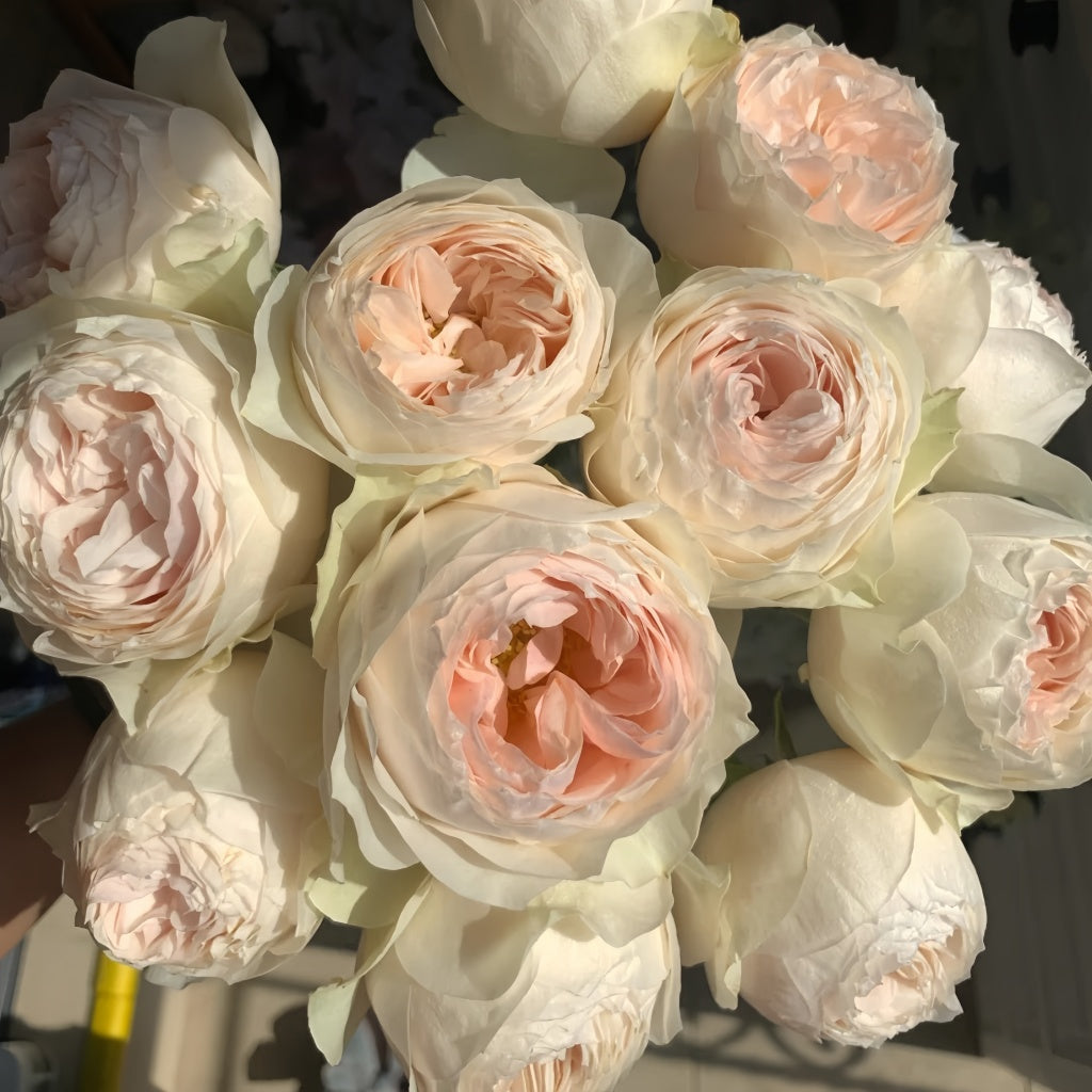 Full view of Emma Woodhouse rose bush with upright growth and glossy green foliage.