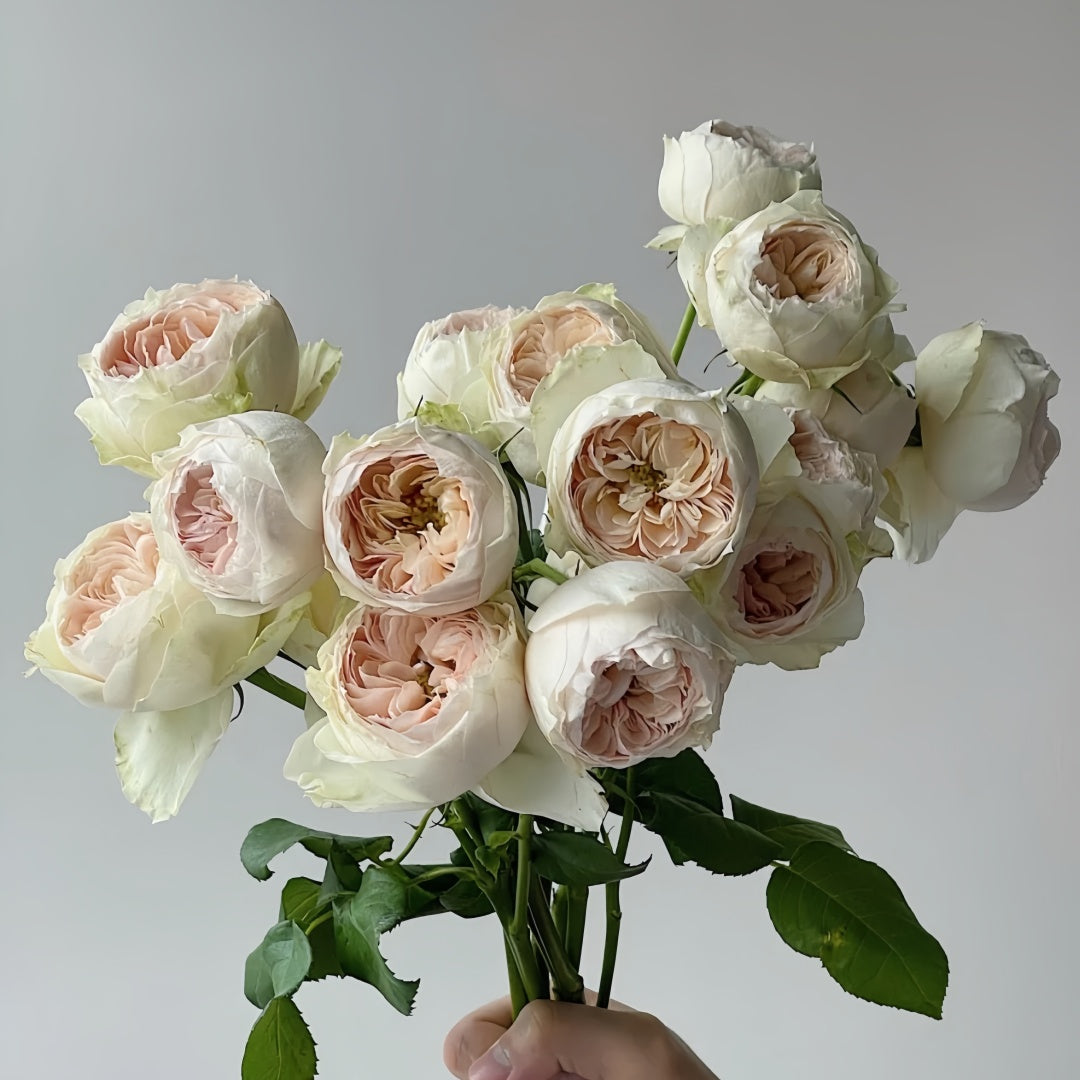 Close-up of Emma Woodhouse rose petals with soft pink color and delicate texture.