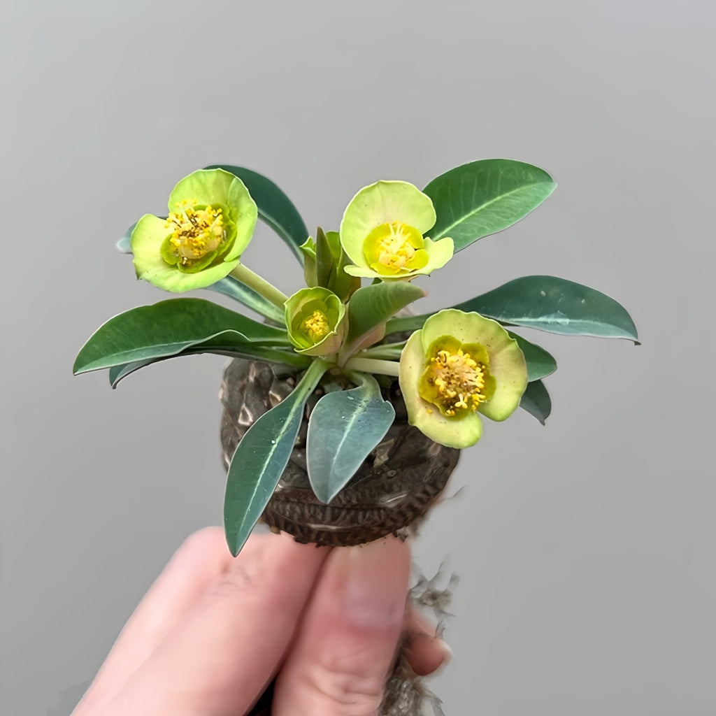 Euphorbia bupleurifolia