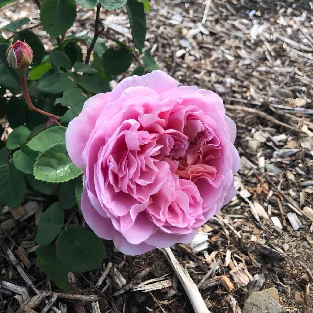 Vye Inverra Eustacia Vye Rose – Elegant Garden Rose – Fast-growing-Plant