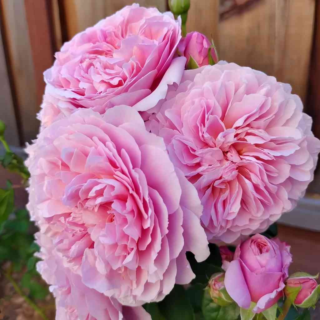 Vye Inverra Eustacia Vye Rose – Elegant Garden Rose – Fast-growing-Plant