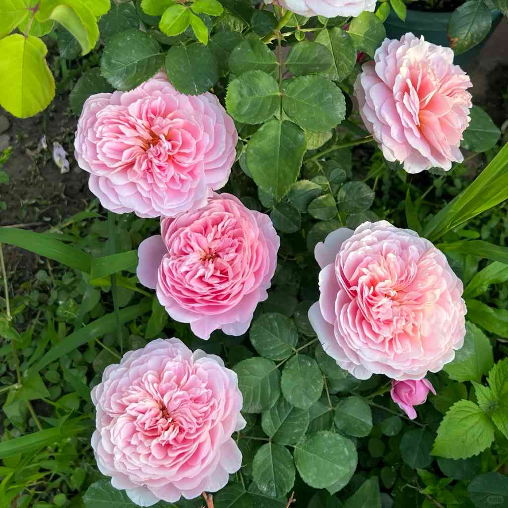 Vye Inverra Eustacia Vye Rose – Elegant Garden Rose – Fast-growing-Plant