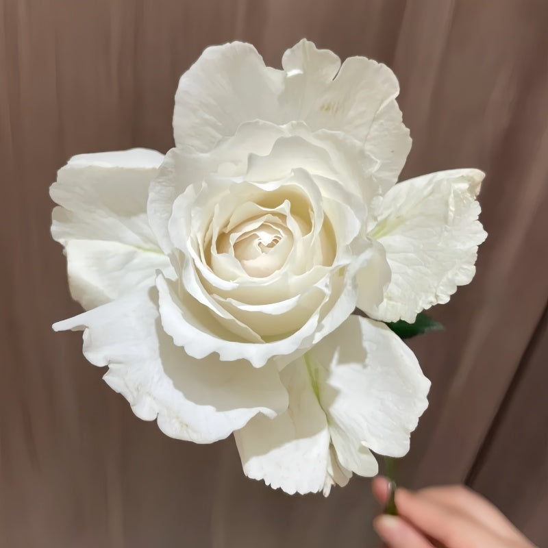Faith Rose Plant
