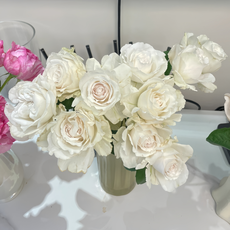 Faith Rose Plant