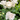Faith Rose Plant shrub rose flowering in a sunny border
