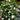 Faith Rose Plant garden rose with elegant blooms