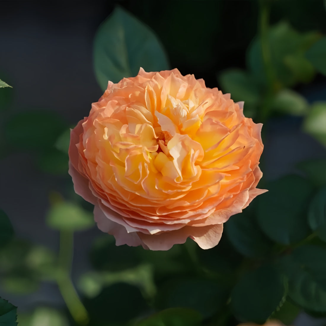 Apricot Fat Rose hybrid tea rose with yellow-pink blooms and orange center