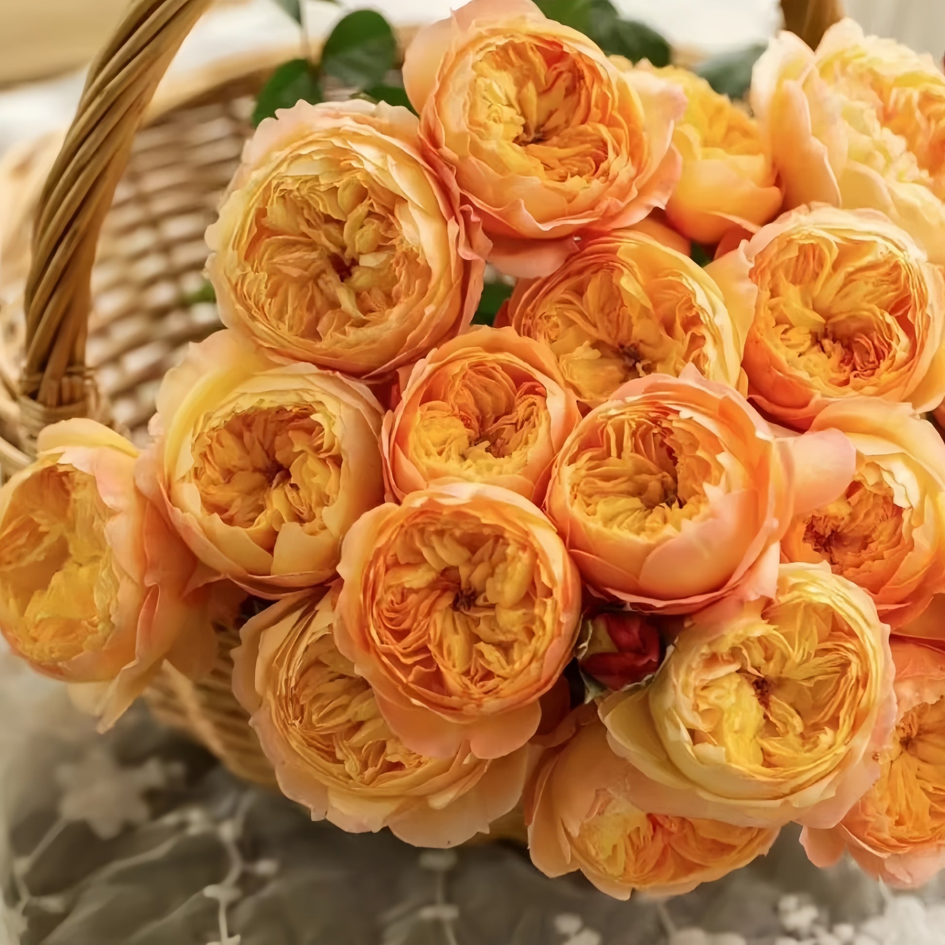 Apricot Fat Rose hybrid tea rose cut flowers arranged in vase