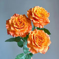 Close-up of Free Spirit Rose with vibrant orange and coral tones transitioning to soft pink petals