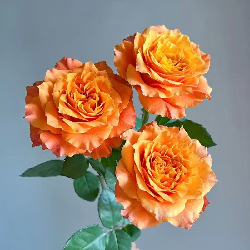 Close-up of Free Spirit Rose with vibrant orange and coral tones transitioning to soft pink petals