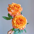 Freshly cut Free Spirit Roses in a floral bouquet, showing large, round, multi-petaled blooms