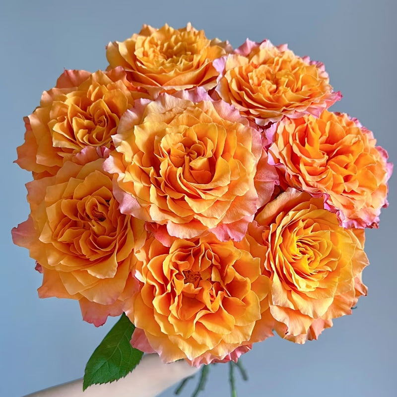 Freshly cut Free Spirit Roses in a floral bouquet, showing large, round, multi-petaled blooms
