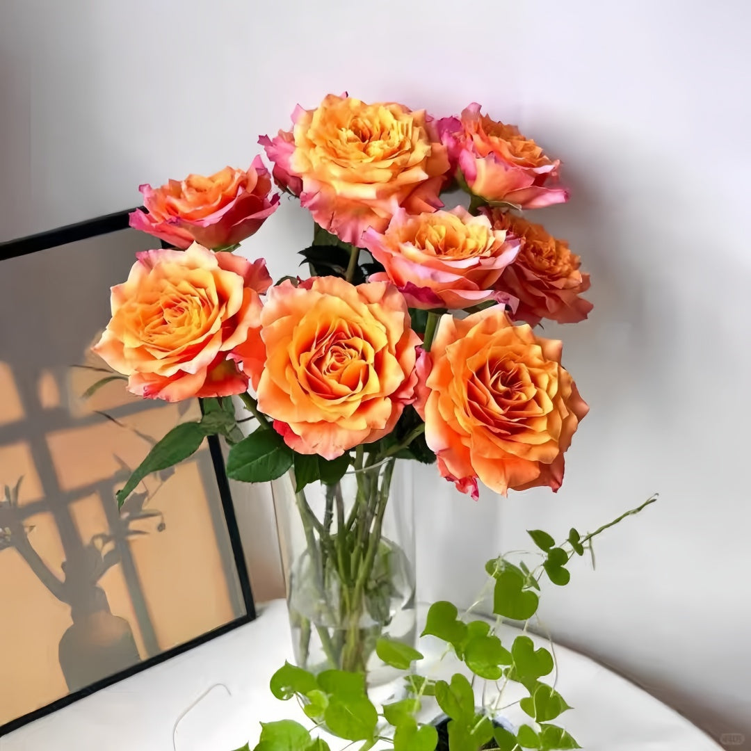 Free Spirit Rose plant with upright stems and multiple blooms in different color stages