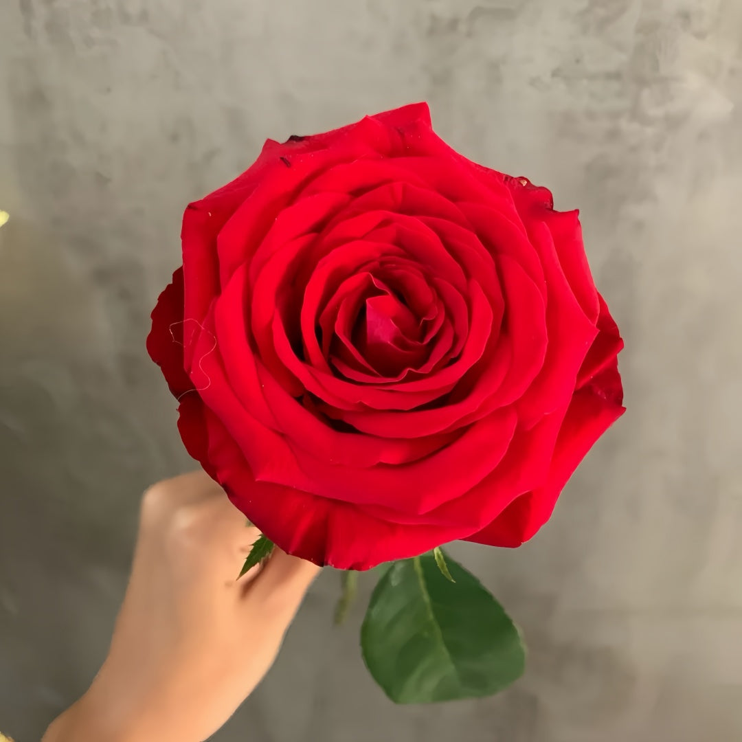 FreedomRosePlant
