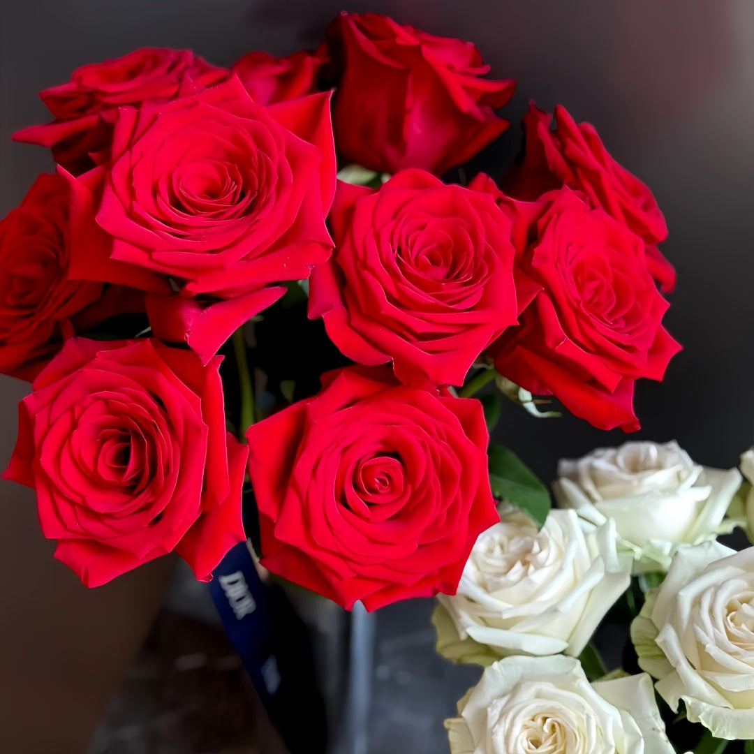 FreedomRosePlant