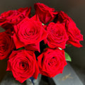 FreedomRosePlant