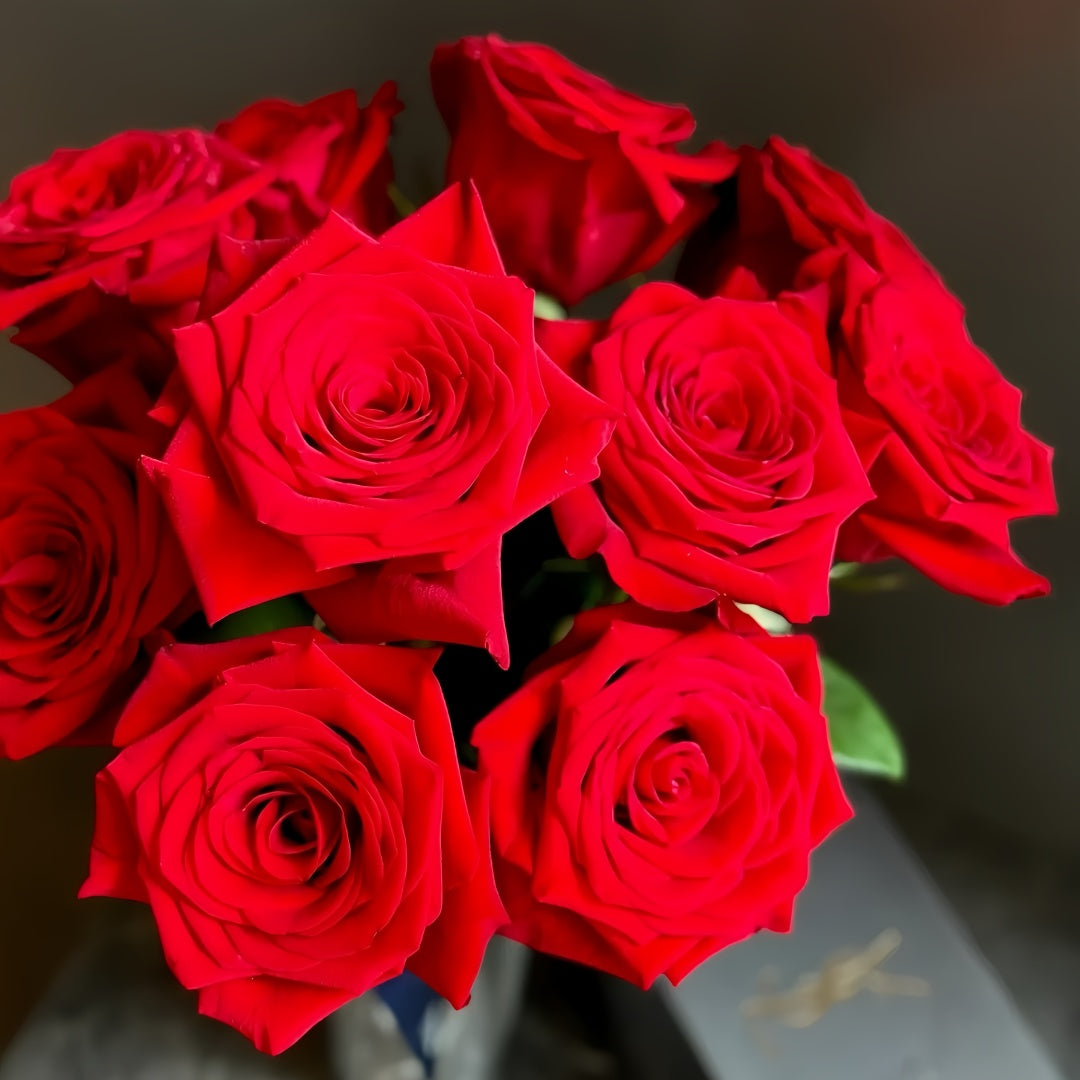 FreedomRosePlant