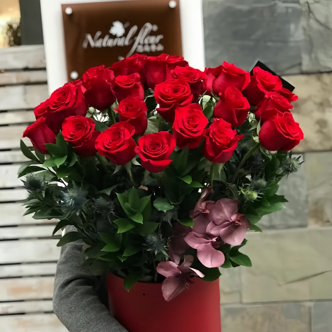 FreedomRosePlant