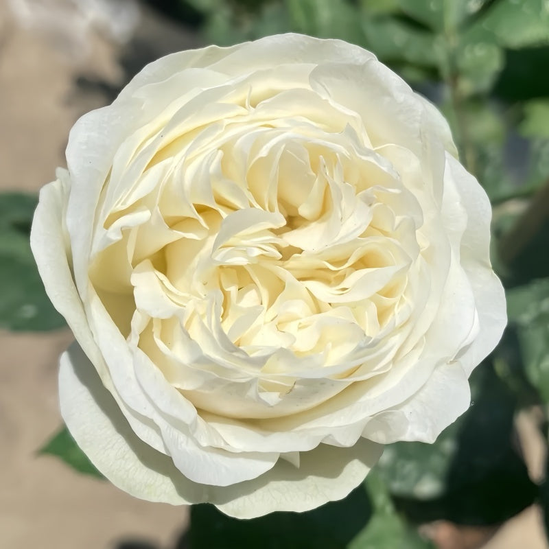 Frozen Rose plant with full white blooms and compact height