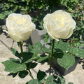 Frozen Rose plant with full white blooms and compact height