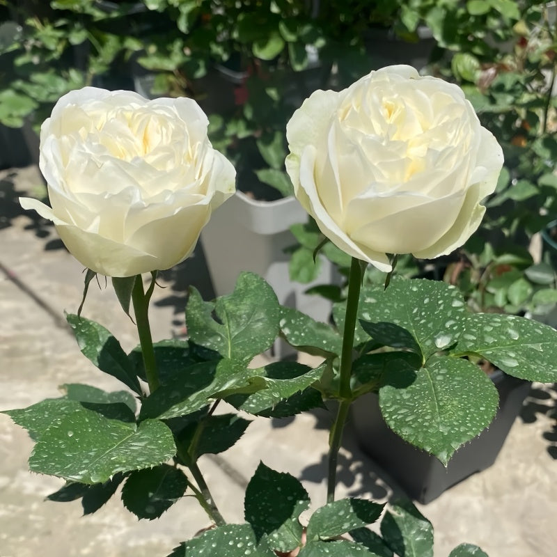 Frozen Rose plant with full white blooms and compact height