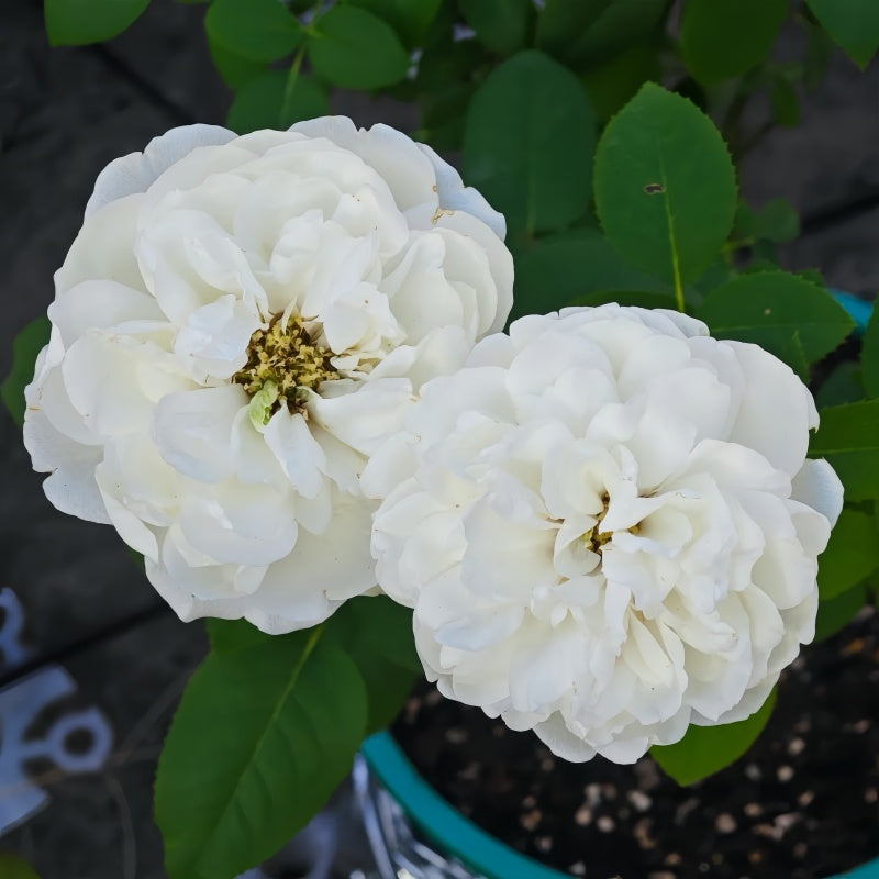 Frozen Rose plant with full white blooms and compact height