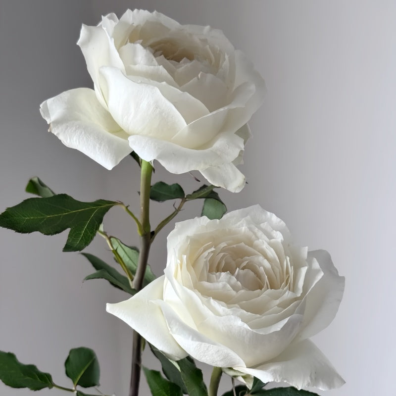 Frozen Rose plant with full white blooms and compact height