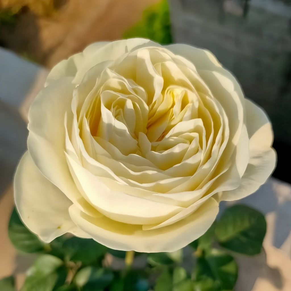 Frozen Rose plant with full white blooms and compact height