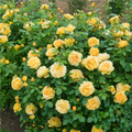 Golden Celebration Rose