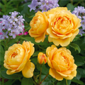 Golden Celebration Rose
