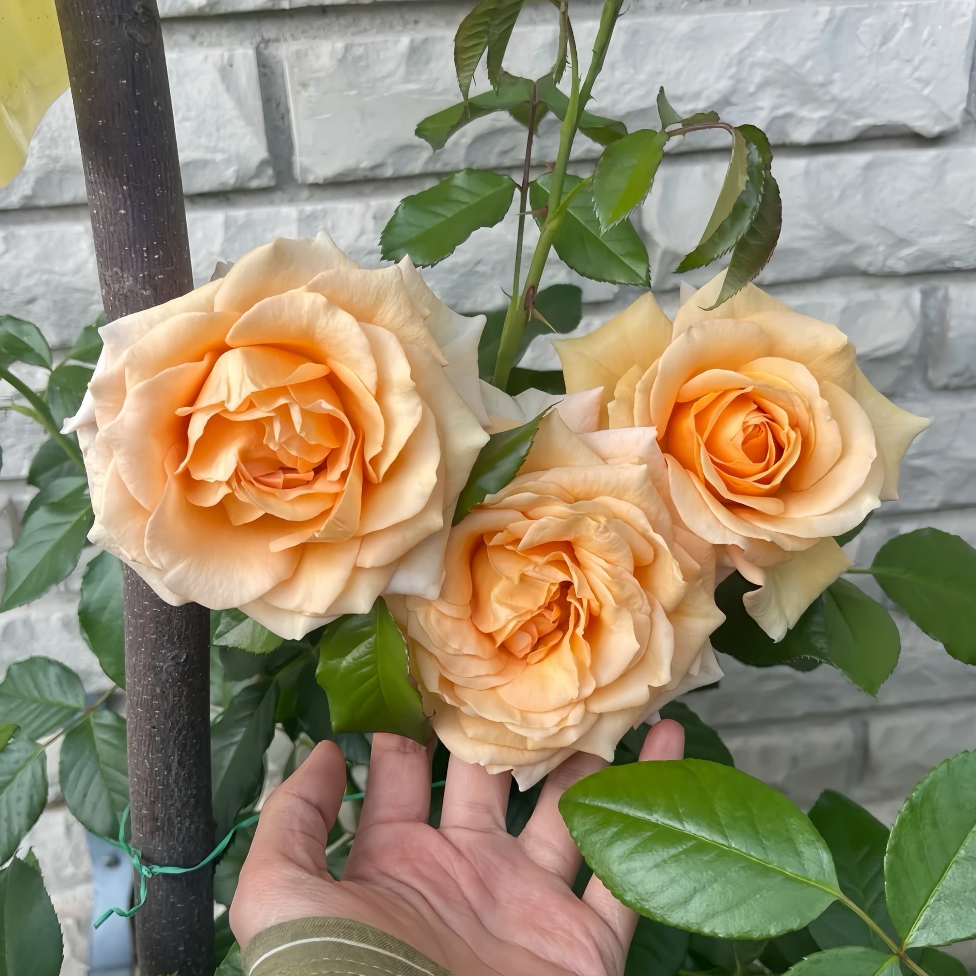 Golden Celebration English shrub rose with award-winning golden blooms