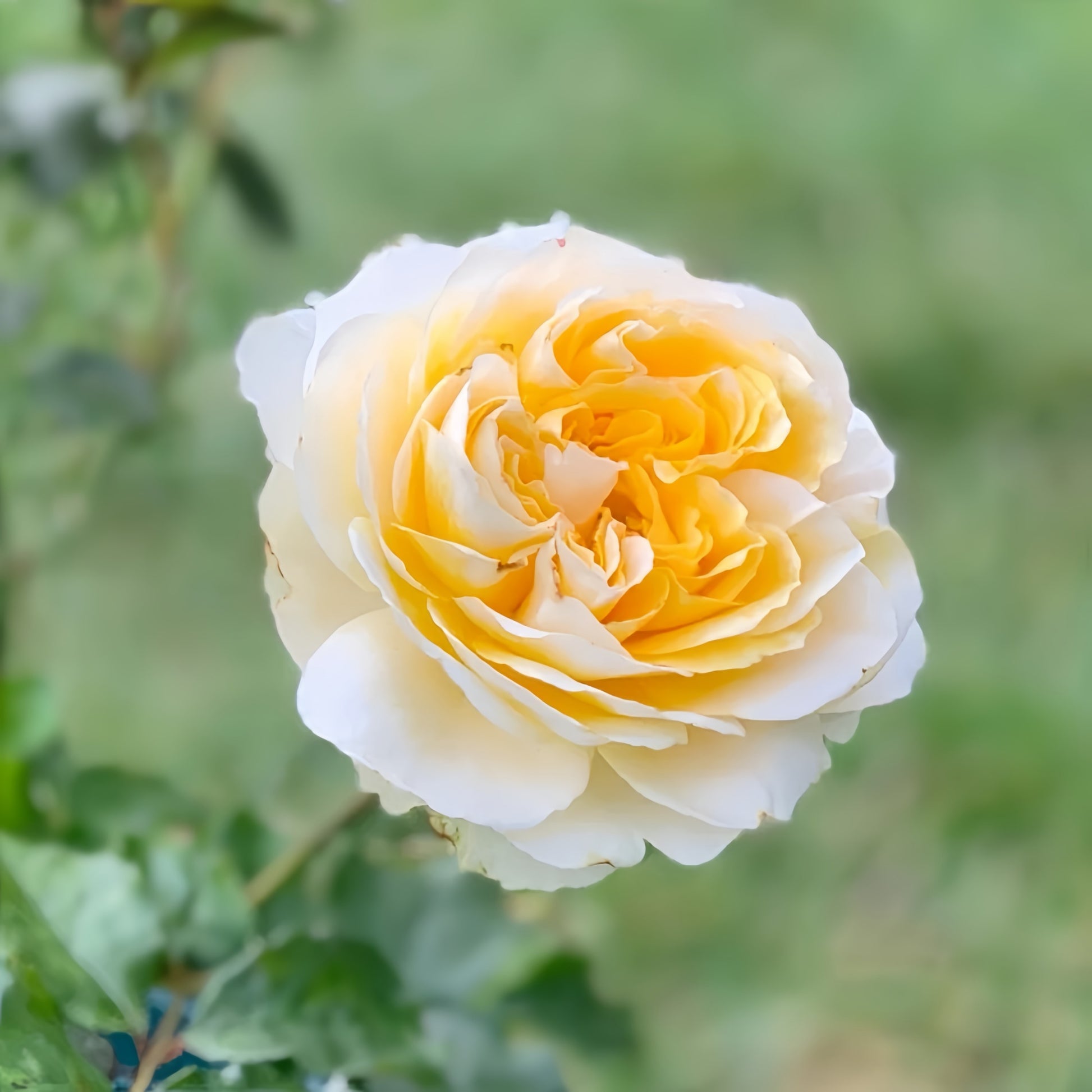 Golden Celebration English shrub rose with award-winning golden blooms