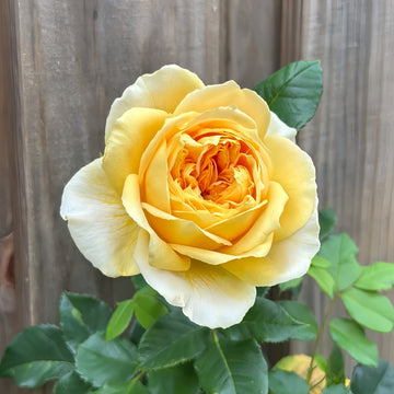 Golden Celebration rose with large golden-yellow blooms and deep-cupped petals