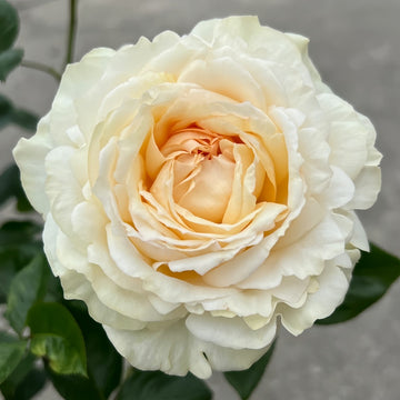 Golden Yves Piaget Rose