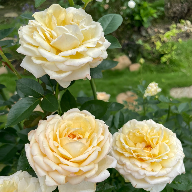 Golden Yves Piaget Rose