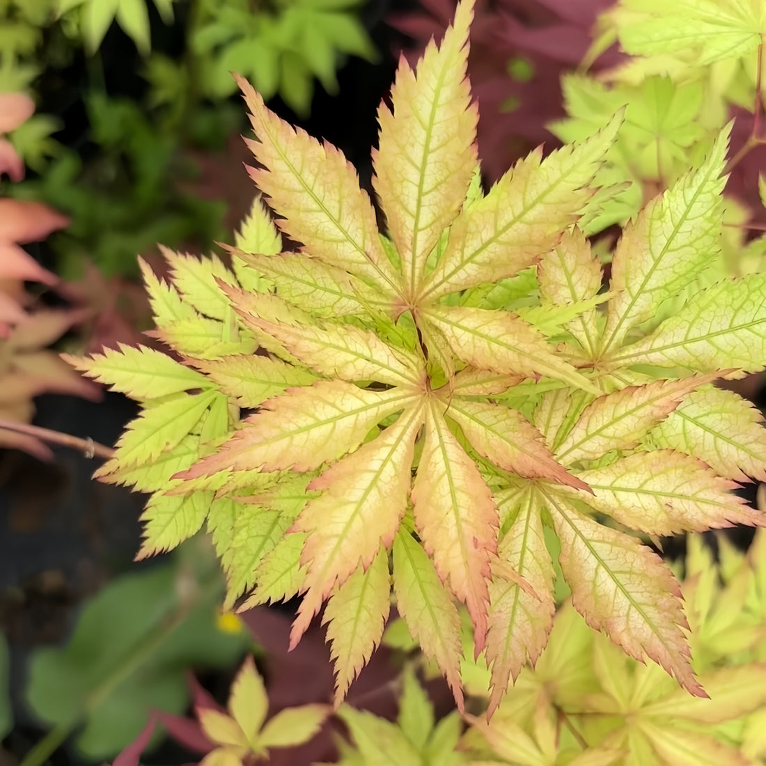 Grandma Ghost Japanese Maple