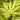 Grandma Ghost Japanese Maple compact maple ideal for patios and bonsai
