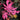 Grandma Ghost Japanese Maple compact maple ideal for patios and bonsai