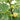 Green Skin Fig Tree with large green-yellow figs and purple flesh inside
