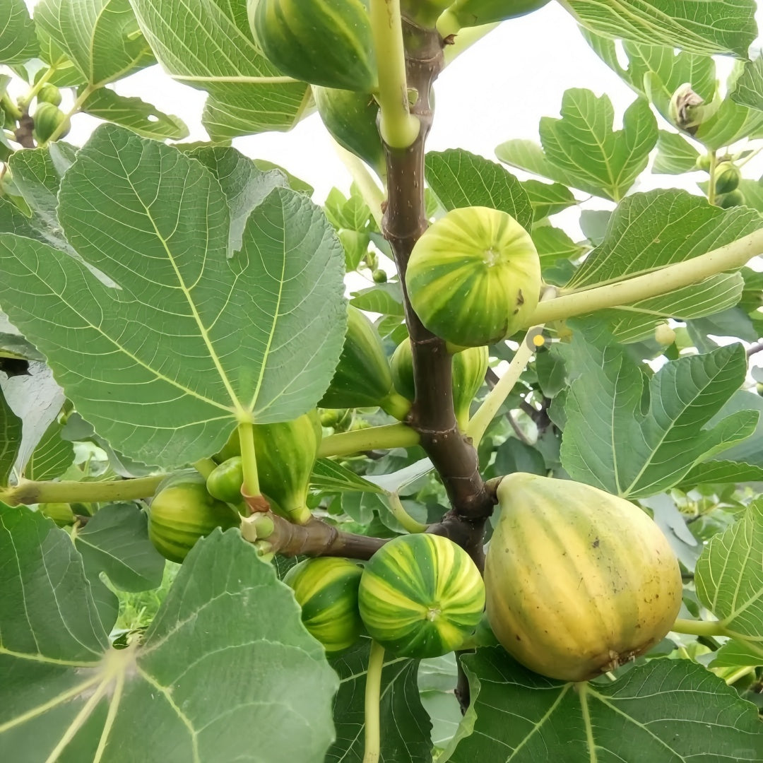 Green Skin Fig Tree with large green-yellow figs and purple flesh inside
