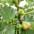 Green Skin Fig Tree with large green-yellow figs and purple flesh inside