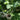 Green Skin Fig Tree with large green-yellow figs and purple flesh inside