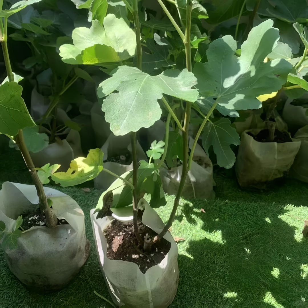 Green Skin Fig Tree with large green-yellow figs and purple flesh inside